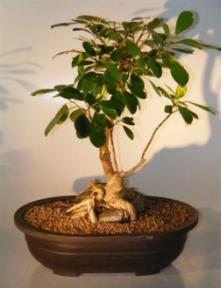 Ficus Bonsai Tree - Root Over Rock<br><i>(ficus natalensis)</i>