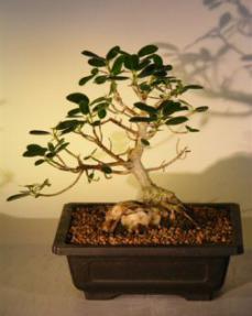 Ficus Bonsai Tree - Root Over Rock<br><i>(ficus natalensis)</i>