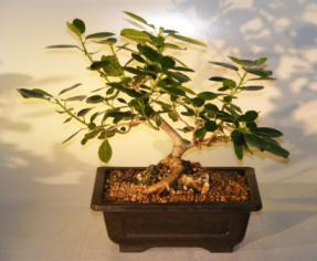 Ficus Bonsai Tree - Root Over Rock<br><i>(ficus natalensis)</i>