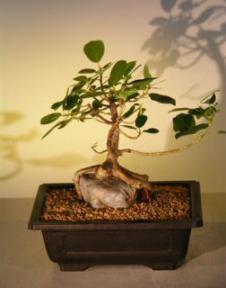 Ficus Bonsai Tree - Root Over Rock<br><i>(ficus natalensis)</i>