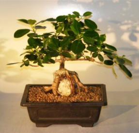 Ficus Bonsai Tree - Root Over Rock<br><i>(ficus natalensis)</i>