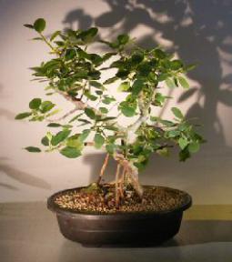 Ficus Bonsai Tree - Root Over Rock<br><i> (ficus natalensis)</i>