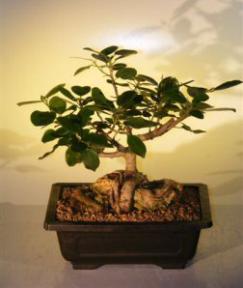 Ficus Bonsai Tree - Root Over Rock<br><i>(ficus natalensis)</i>