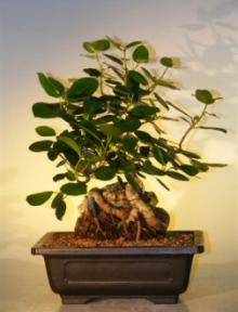 Ficus Bonsai Tree - Root Over Rock<br><i>(ficus natalensis)</i>