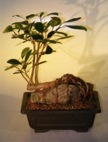 Ficus Bonsai Tree - Root Over Rock<br><i>(ficus natalensis)</i>