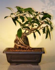 Ficus Bonsai Tree - Root Over Rock<br><i>(ficus natalensis)</i>