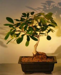 Ficus Bonsai Tree - Root Over Rock<br><i>(ficus natalensis)</i>