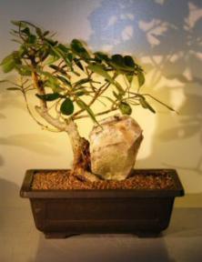 Ficus Bonsai Tree - With Rock<br><i>(ficus natalensis)</i>
