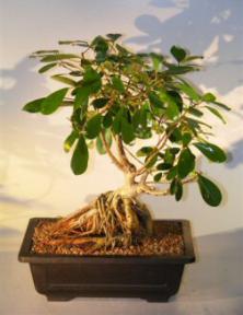 Ficus Bonsai Tree - Root Over Rock<br><i>(ficus natalensis)</i>