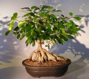 Ficus Bonsai Tree - Root Over Rock<br><i>(ficus natalensis)</i>