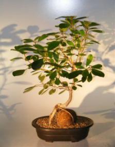 Ficus Bonsai Tree - Root Over Rock<br><i>(ficus natalensis)</i>