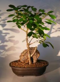 Ficus Bonsai Tree - Root Over Rock<br><i>(ficus natalensis)</i>