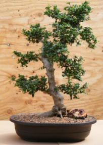 Flowering Fukien Tea Bonsai Tree <br><i>(ehretia microphylla)</i>