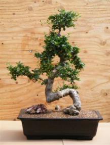 Flowering Fukien Tea Bonsai Tree <br><i>(ehretia microphylla)</i>