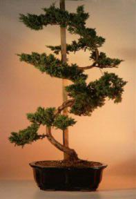 Juniper Bonsai Tree - 