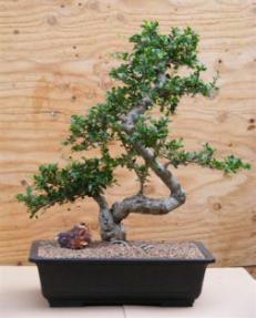 Flowering Fukien Tea Bonsai Tree <br><i>(ehretia microphylla)</i>