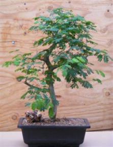 Flowering Brazilian Raintree Bonsai Tree <br><i>(pithecellobium tortum)</i>