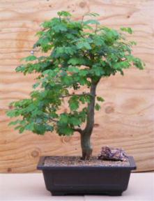 Flowering Brazilian Raintree Bonsai Tree <br><i>(pithecellobium tortum)</i>