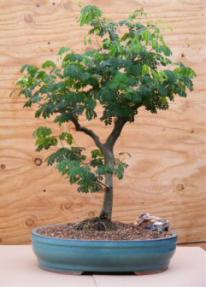 Flowering Brazilian Raintree Bonsai Tree <br><i>(pithecellobium tortum)</i>