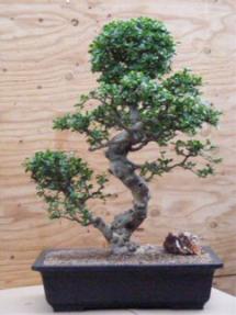 Flowering Fukien Tea  Bonsai Tree <br><i>(ehretia microphylla)</i>