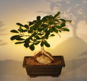 Ficus Bonsai Tree - Root Over Rock<br><i>(ficus natalensis)</i>