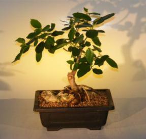 Ficus Bonsai Tree - Root Over Rock<br><i>(ficus natalensis)</i>