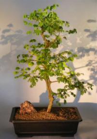 Flowering Brazilian Raintree Bonsai Tree <br><i>(pithecellobium tortum)</i>