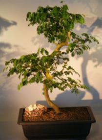 Flowering Brazilian Raintree Bonsai Tree <br><i>(pithecellobium tortum)</i>