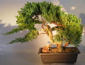 Juniper Bonsai Tree - Phoenix Graft<br><i>(juniper procumbens nana)</i>