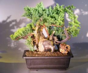 Juniper Bonsai Tree - Phoenix Graft<br><i>(juniper procumbens nana)</i>