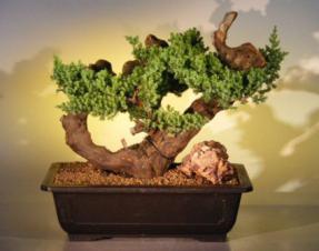 Juniper Bonsai Tree - Phoenix Graft<br><i>(juniper procumbens nana)</i>