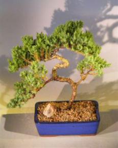 Juniper Bonsai Tree<br><i>(juniper procumbens 'nana')</i>