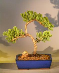 Juniper Bonsai Tree<br><i>(juniper procumbens 'nana')</i>