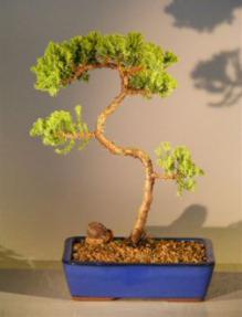 Juniper Bonsai Tree<br><i>(juniper procumbens 'nana')</i>