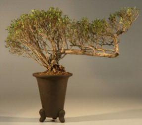 Chinese Flowering White Serissa -  Bonsai Tree of a Thousand Stars- 21