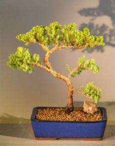 Juniper Bonsai Tree<br><i>(juniper procumbens 'nana')</i>