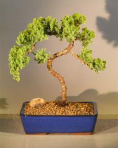 Juniper Bonsai Tree<br><i>(juniper procumbens 'nana')</i>