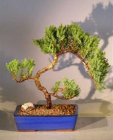 Juniper Bonsai Tree<br><i>(juniper procumbens 'nana')</i>