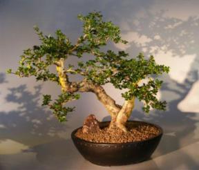 Flowering Fukien Tea Bonsai Tree <br><i>(ehretia microphylla)</i>