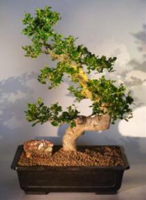 Flowering Fukien Tea Bonsai Tree <br><i>(ehretia microphylla)</i>