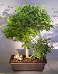 Flowering Brazilian Raintree Bonsai Tree <br><i>(pithecellobium tortum)</i>