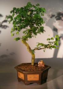 Flowering Brazilian Raintree Bonsai Tree <br><i>(pithecellobium tortum)</i>