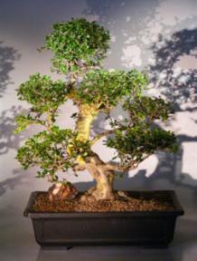 Flowering Fukien Tea Bonsai Tree <br><i>(ehretia microphylla)</i>