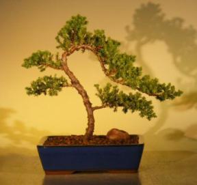 Juniper Bonsai Tree<br>(juniper procumbens 'nana'