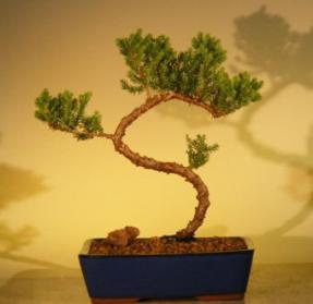 Juniper Bonsai Tree<br>(juniper procumbens 'nana'