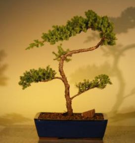 Juniper Bonsai Tree<br>(juniper procumbens 'nana'
