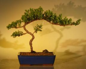 Juniper Bonsai Tree<br>(juniper procumbens 'nana'