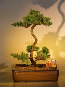 Juniper Bonsai Tree<br>(juniper procumbens 'nana'