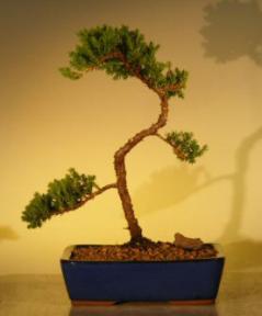 Juniper Bonsai Tree<br>(juniper procumbens 'nana'