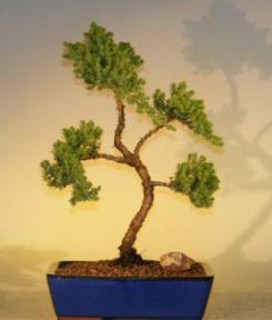 Juniper Bonsai Tree<br>(juniper procumbens 'nana'